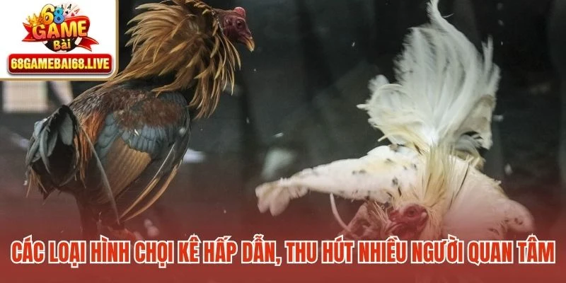Các loại hình chọi kê hấp dẫn, thu hút nhiều người quan tâm
